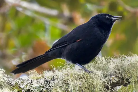 Colombian Mountain Grackle