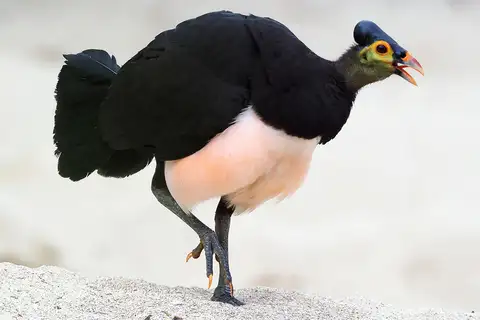 Maleo