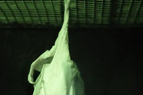 Ghost Bat