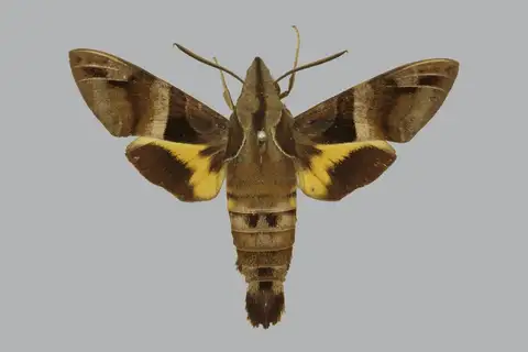 Broad-bordered Hummingbird Hawkmoth