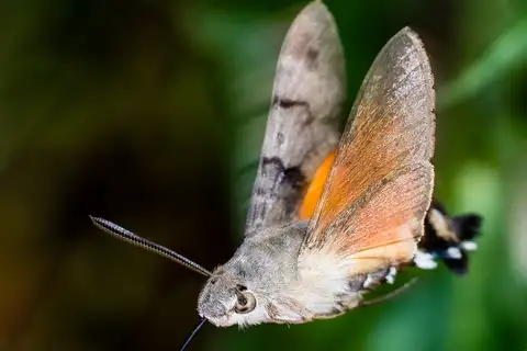 Eurasian Hummingbird Hawkmoth