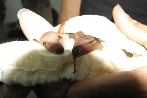 Lesser Long-tongued Fruit Bat