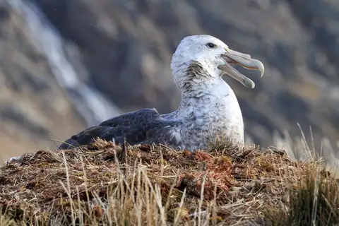 Southern Giant Petrel