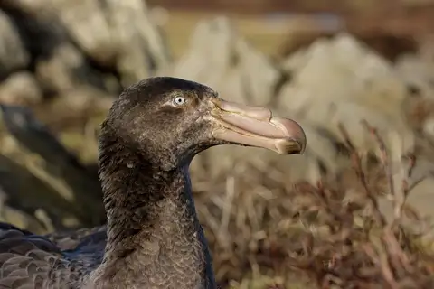 Northern Giant Petrel