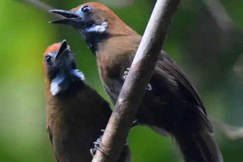 Fluffy-backed Tit-Babbler