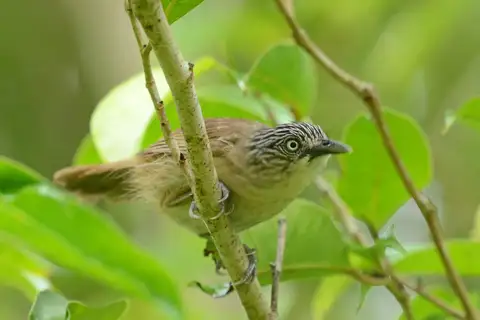 Brown Tit-Babbler