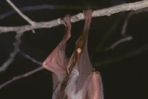 Striped leaf-nosed bat