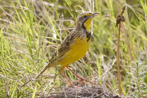 Yellow-throated Longclaw