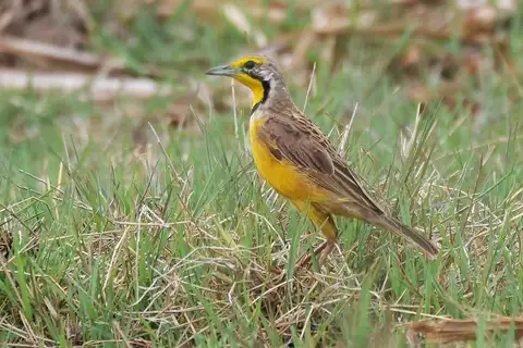 Fülleborn's Longclaw