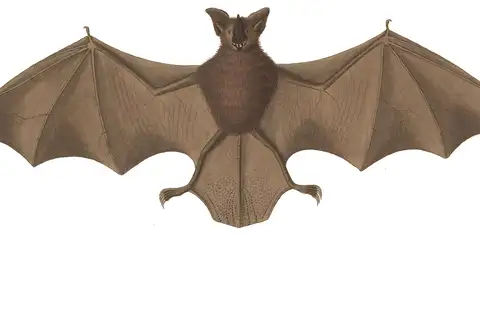 Long-legged Bat