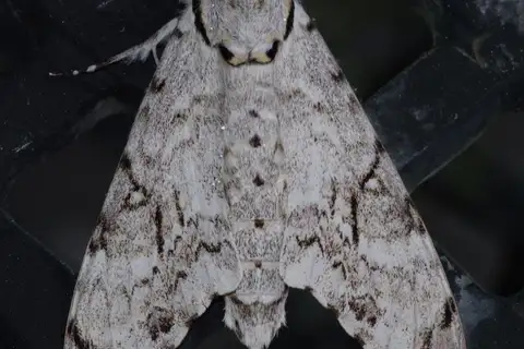 Natal Sphinx