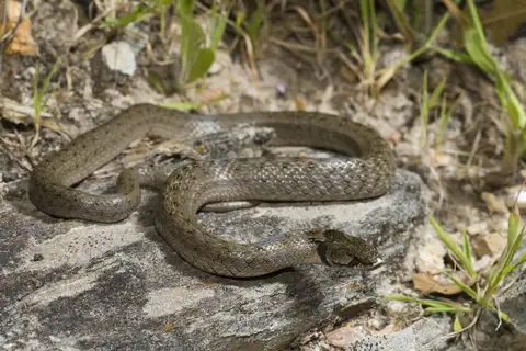 Iberian False Smooth Snake