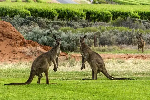 Western Grey Kangaroo