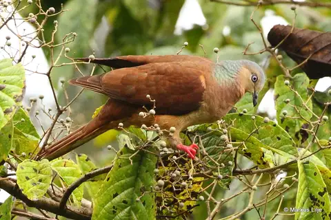 Amboyna Cuckoo-Dove