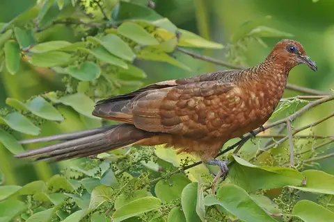 Enggano Cuckoo-Dove