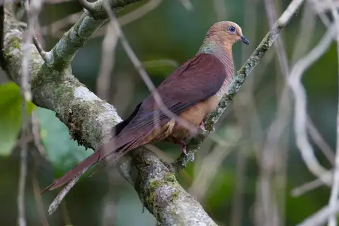 Sultan's Cuckoo-Dove
