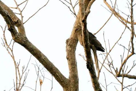 Flores Sea Cuckoo-Dove