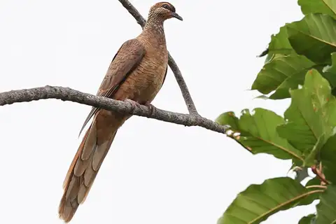 Timor Cuckoo-Dove
