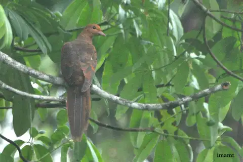 Barusan Cuckoo-Dove