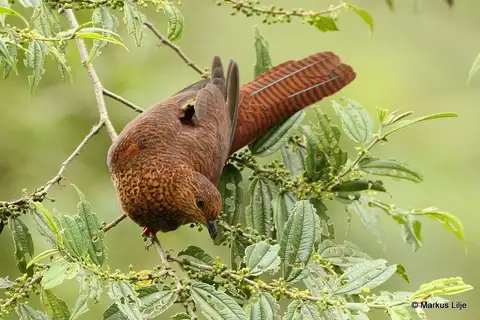 Bar-tailed Cuckoo-Dove