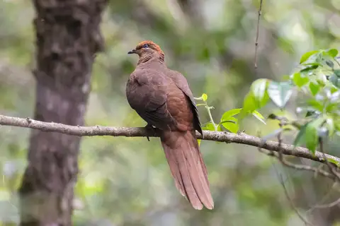 Brown Cuckoo-Dove