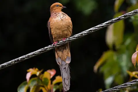 Little Cuckoo-Dove