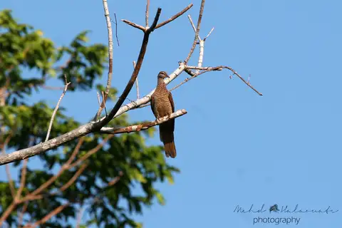 Tanimbar Cuckoo-Dove