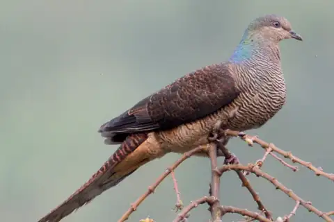 Barred Cuckoo-Dove