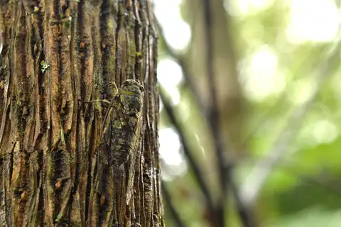 Macrosemia kareisana