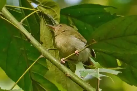 Grey Longbill