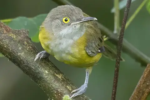 Yellow Longbill