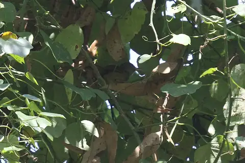 Kretschmer's Longbill