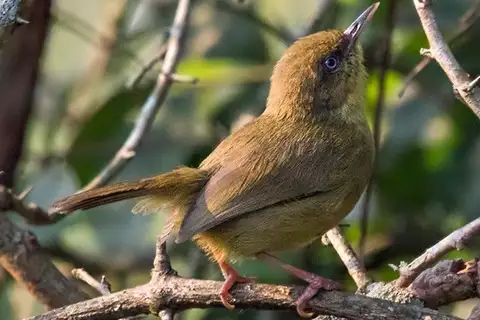 Pulitzer's Longbill