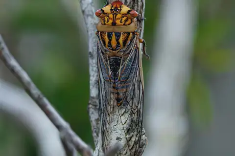 Tiger Cherrynose