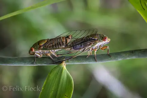 Corroboree cicada