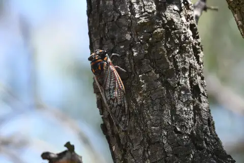 False Cherrynose