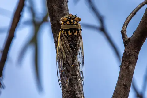 Maranoa Cherrynose