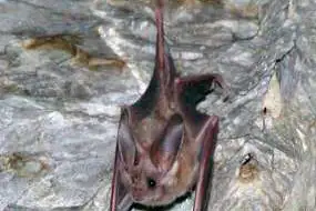 California Leaf-nosed Bat