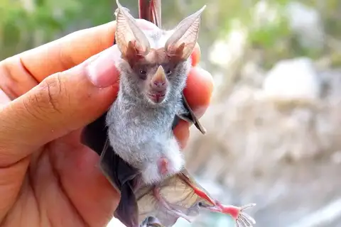 Waterhouse's Leaf-nosed Bat