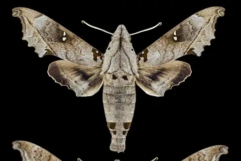 Madoryx oiclus
