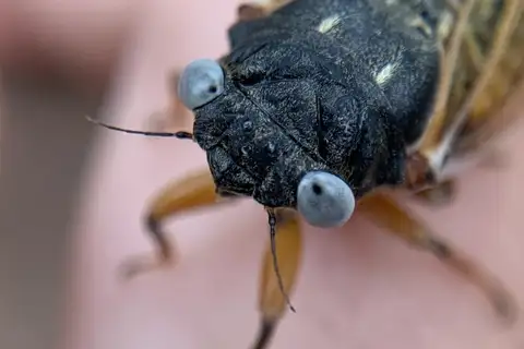 Cassin's 17-year Cicada