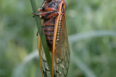Neotredecim Periodical Cicada