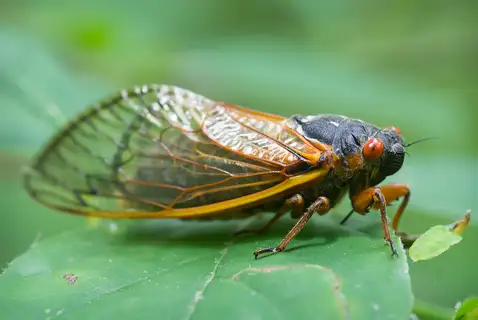 Pharaoh Cicada