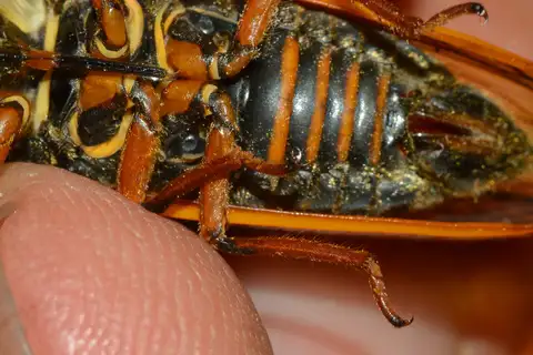 Little 17-year Cicada