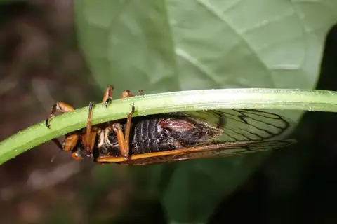 Cassin's 13-Year Cicada