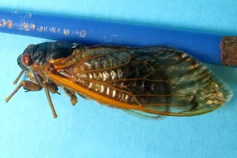 Riley's 13-Year Cicada
