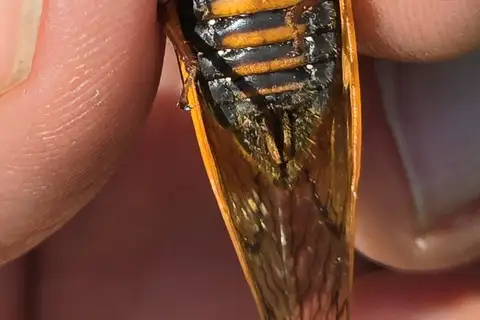 Little 13-Year Cicada