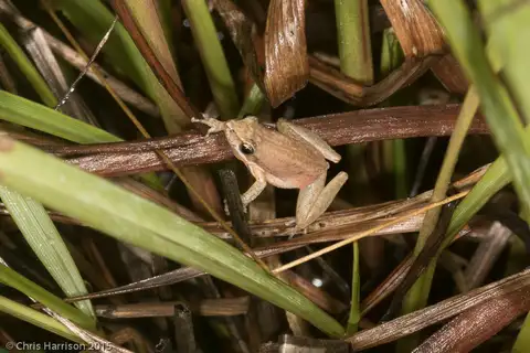 Javelin Frog