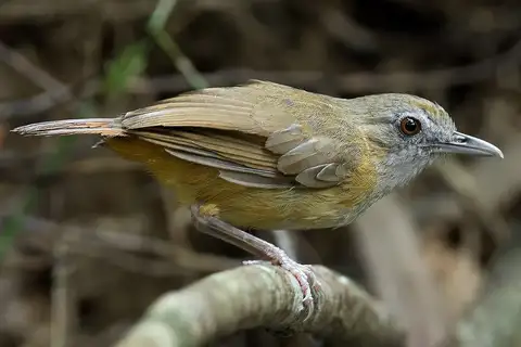 Abbott's Babbler