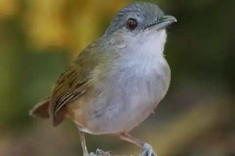 Horsfield's Babbler